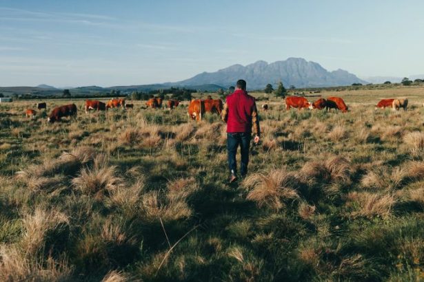 Agenor Vicente Pelissa