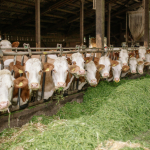 Como a inteligência artificial, analisada por João Eustáquio De Almeida Junior, está transformando a pecuária ao unir bem-estar animal, eficiência produtiva e decisões mais precisas.