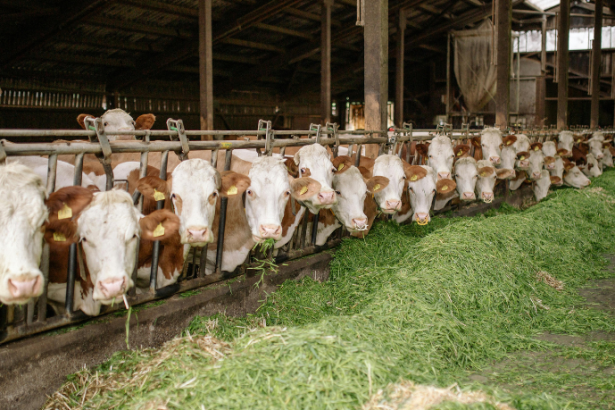 Como a inteligência artificial, analisada por João Eustáquio De Almeida Junior, está transformando a pecuária ao unir bem-estar animal, eficiência produtiva e decisões mais precisas.